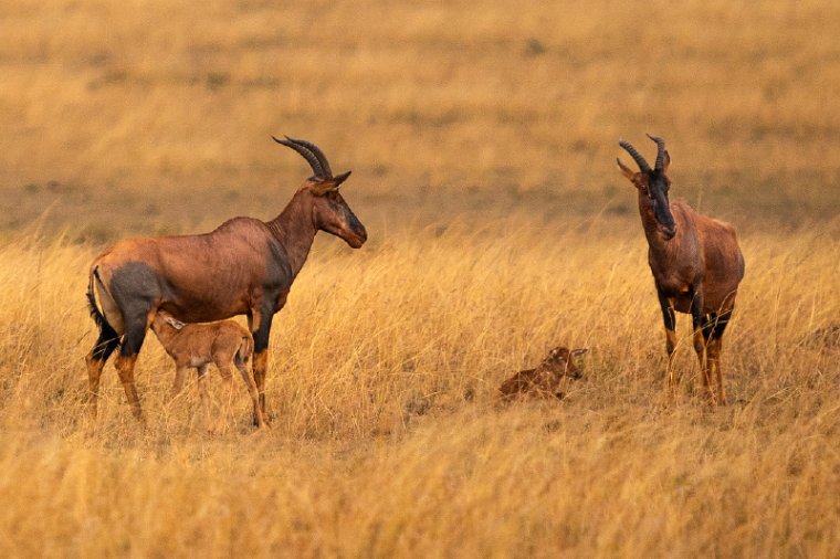 065 Masai Mara.jpg